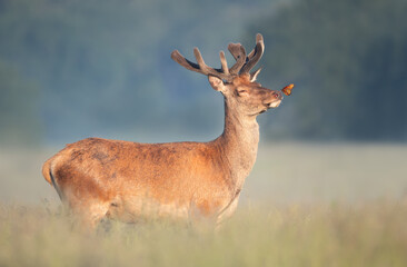 red deer stag with a butterfly on a nose in summer
