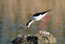 Black-winged Stilt Bird In Marsh Reproductive Period Swamps And Ponds Europe