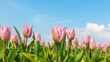 pink tulips in Dutch flower field