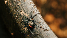 Redback Spider From Behind