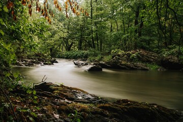 Wall Mural - Long exposure shot of a calm river surrounded by the dense green forest during the daytime