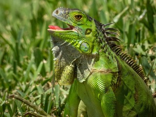 Wall Mural - Closeup shot of a green iguana