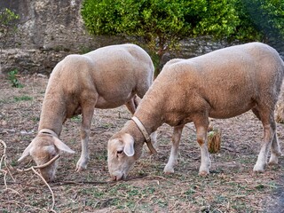 Closeup shot of two sheep grazing on a farmland on a sunny summer day