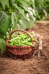 Wall Mural - Raw green beans as a harvest in the countryside.