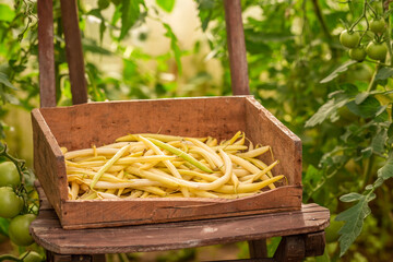 Wall Mural - Raw and healthy yellow beans growed in the greenhouse.