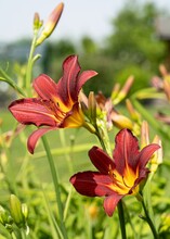 Beautiful Closeup Of A Red Day Lily In The Garden