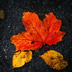 Wall Mural - Closeup shot of yellow and red dry leaves on a ground