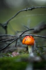 Poster - Closeup of a mushroom in grass under the sunlight