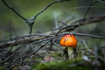 Wall Mural - Closeup of a mushroom in grass under the sunlight