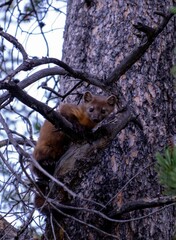 Poster - Vertical shot of an American pine marten sitting on bare tree branches of a big tree during daytime