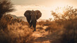 Elefant in der Savanne Safari Park von vorne ganzer Körper