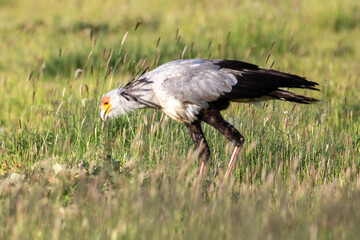 Wall Mural - Secretary bird in (Sagittarius serpentarius) the Kgalagadi Transfrontier Park