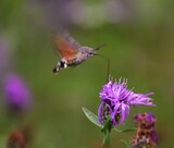 Fototapeta  - Selective focus of a bee over a purple flower
