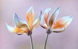 Fototapeta Tulipany - Wiosenne kwiaty - Tulipany botaniczne Tarda