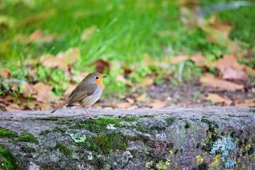 Closeup shot of a European robin bird on a rock in a forest