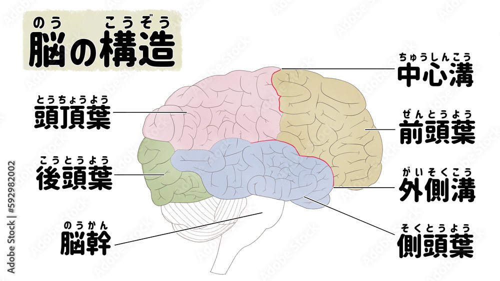 Human brain medical anatomy diagram PNG Stock Illustration | Adobe Stock