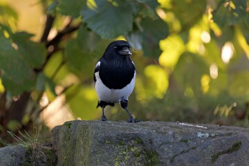 Wall Mural - Cute Eurasian magpie perched on the stone during the daytime