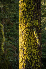 Wall Mural - Sun Warms Bright Green Moss on Pine Tree Trunk