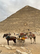 Horse-drawn carriage and camels with tourists near the Great Pyramid of Khufu, Giza plateau, Cairo, Egypt 