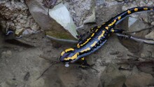 Fire Salamander Crawling On Rocks In A Clear Stream Of Water And Swimming Away