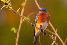 Eastern Bluebird (Sialia Sialis), A Cute Songbird, Perched In A Tree During Sunset In Sarasota, Florida
