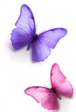 Fototapeta Motyle - Purple and pink butterfly isolated on white