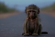 In Close-up, A Baby Baboon Monkey Can Be Seen Relaxing On A Road. Generative AI