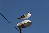 Fototapeta Zwierzęta - seagull on a post