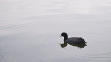 Slow Motion Black Coot Bird Swimming In A Pond