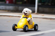 cute white puppy riding yellow formula 1 car, Generative AI