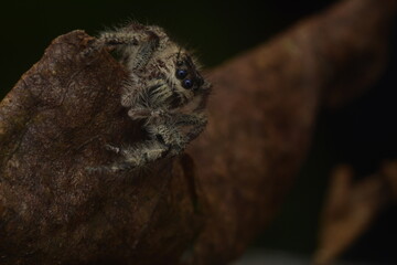 jumping spiders (Salticidae) crawling on dry leaves with fine hairs all over their bodies