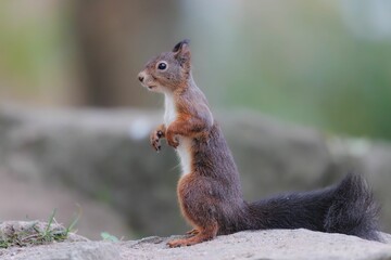 Poster - Closeup shot of the brown squirrel sitting on the stone and eating nuts