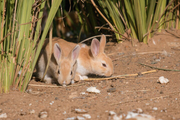 Wall Mural - Bunnies in the field 83