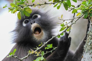 Poster - Closeup portrait of a Spectacled thin-bodied monkey eating green leaves of a tree