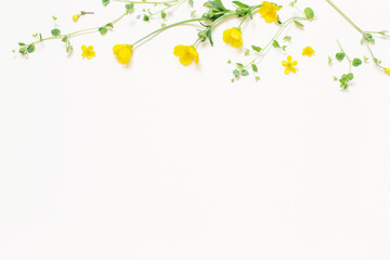 Wall Mural - yellow wild  flowers  on white background