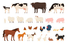 Various Village Farm Animals. Domesticated Cattle And Domestic Birds. Vector Illustration