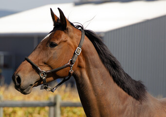 brown red horse head photographed sideways with muscular neck photographed sideways in front of corn field and gray white house in the background. daytime sunshine. without people.