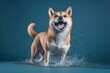 A wet, happy Shiba Inu dog taking a bath, playing in water. pet care grooming and washing concept.