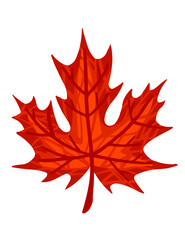 Wall Mural - Autumn red leaf vector illustration isolated on white background