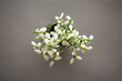 White snowdrops close up on a gray background. Copy space, flat lay, top view.