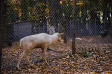White Deer In The Autumn Forest, Yellow Leaves In The Background. Deer Running In The Forest