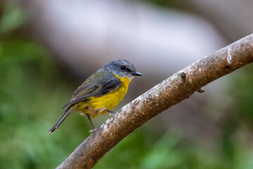 Wall Mural - A medium sized mainly yellow robin with a grey back and head known as the Eastern Yellow Robin (Eopsaltria australis).