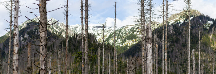 Canvas Print - View of the Western Tatras from the Koscieliska Valley and the Iwaniecka Pass