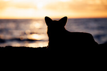 Silhouette Of A Welsh Corgi Pembroke Lying On The Sandy Beach, Beautiful Sunset Sky And Blue Ocean