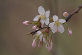 Fototapeta Kwiaty - 雨天の桜