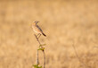 A Desert Wheatear perched on a twig on the outskirts of Nalsarovar in Gujarat
