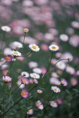 Wall Mural - Close-up colorful daisies flower fields in full bloom.
