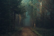 © Cavan Images - Forest in the mystic morning