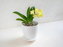 Beautiful Yellow Mini Orchid In A Pot On A White Background. Tropical Flower, Branch Of Orchid Close Up. Orange Orchid Background. Holiday, Women's Day, Flower Card, Beauty.