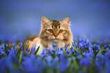 Fototapeta Zwierzęta - beautiful long haired tabby cat portrait on a field of blooming flowers